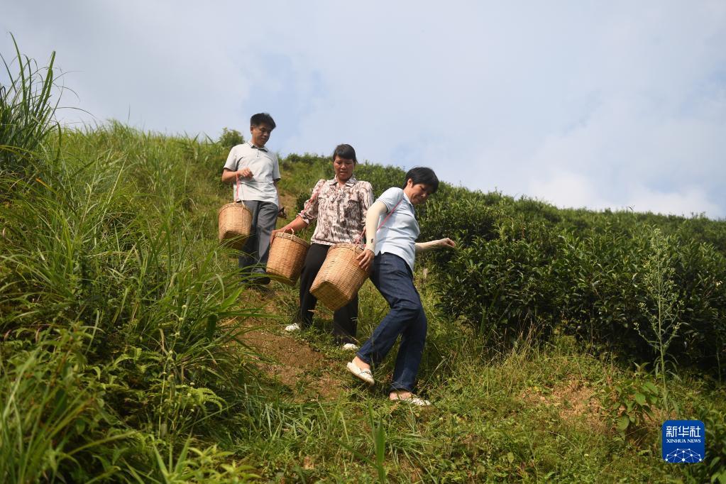 在廣西蒼梧縣六堡鎮(zhèn)山坪村，祝雪蘭（前）和村民采茶后走下茶山（2022年9月22日攝）。新華社記者 陸波岸 攝